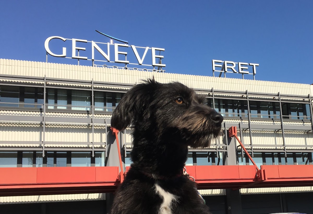 Global Pet Mover Switzerland Titelbild