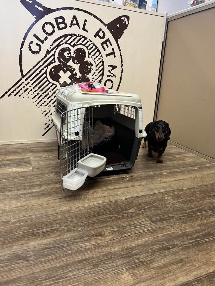 Global Pet Mover Switzerland – Umzugsfirma Genf – Foto 2